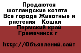 Продаются шотландские котята - Все города Животные и растения » Кошки   . Пермский край,Гремячинск г.